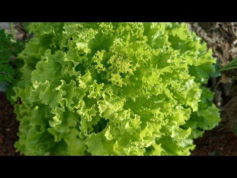 COMO PLANTAR ALFACE NO VASO PASSO A PASSO.