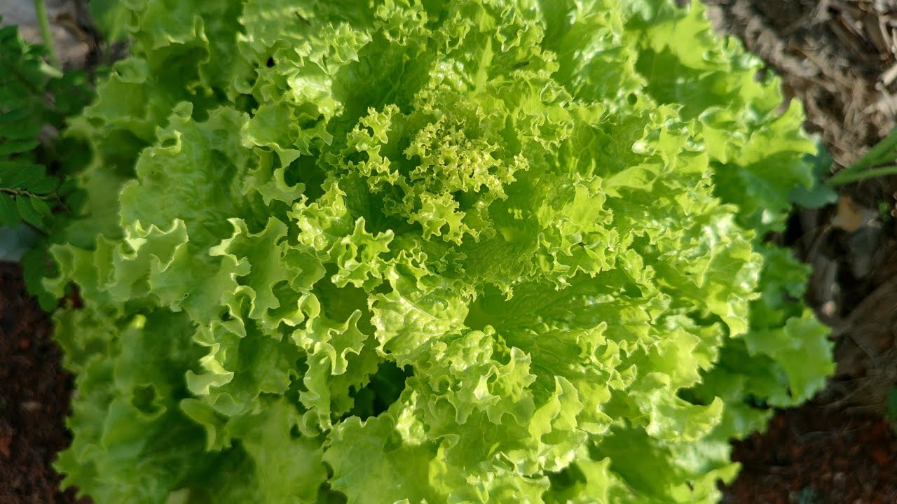 COMO PLANTAR ALFACE NO VASO PASSO A PASSO.