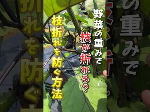 折れた木の枝を治すことはできますか? 効果はありません 幹のケーブルを包む ロープを木に戻すことは不可能です