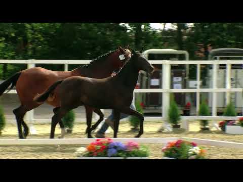 Hf v Le Vivaldi x Quando Quando x Sandro Hit 2017