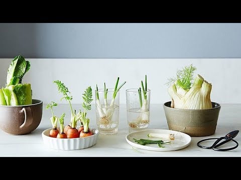 14 vegetais e frutas que você pode plantar e replantar dentro de sua casa ou jardim