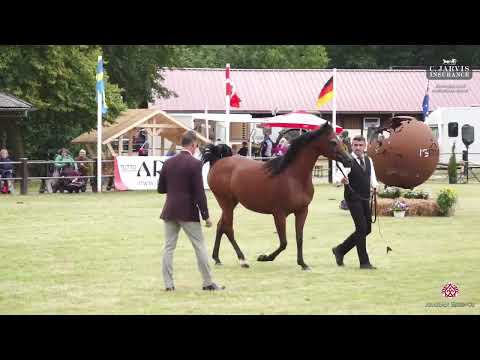 N 39 BRODNICA   Strohen 2025 European Show   Mares 4 6 Years Old Class 9