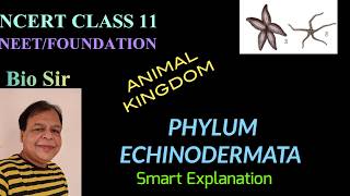 Phylum Echinodermata | Animal Kingdom | Class 11 | Biology | NEET | Chapter 4