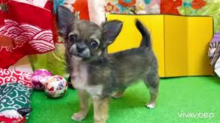 チワワ（ロング）の動画01