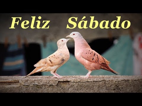 Feliz Sábado,Linda Mensagem