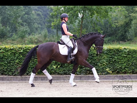 Wallach von Bernay *2019