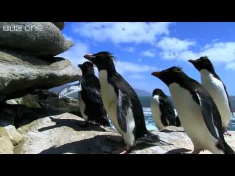Thumbnail of the video: Rockhopper Penguins Hop to the Top - Penguins: Spy in the Huddle - Episode 1 Preview - BBC One