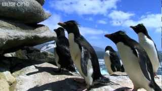 Rockhopper Penguins Hop to the Top - Penguins: Spy in the Huddle  - Episode 1 Preview - BBC One