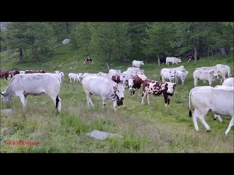 MANDRIA ALL' ALBA AL COLLE DELLA LOMBARDA, MONTI E SANTUARIO S. ANNA DI VINADIO. SAB. 24 - 6 - 2023.