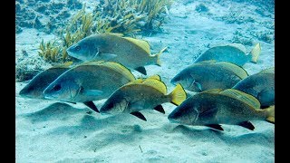 Палтус водится в черном море