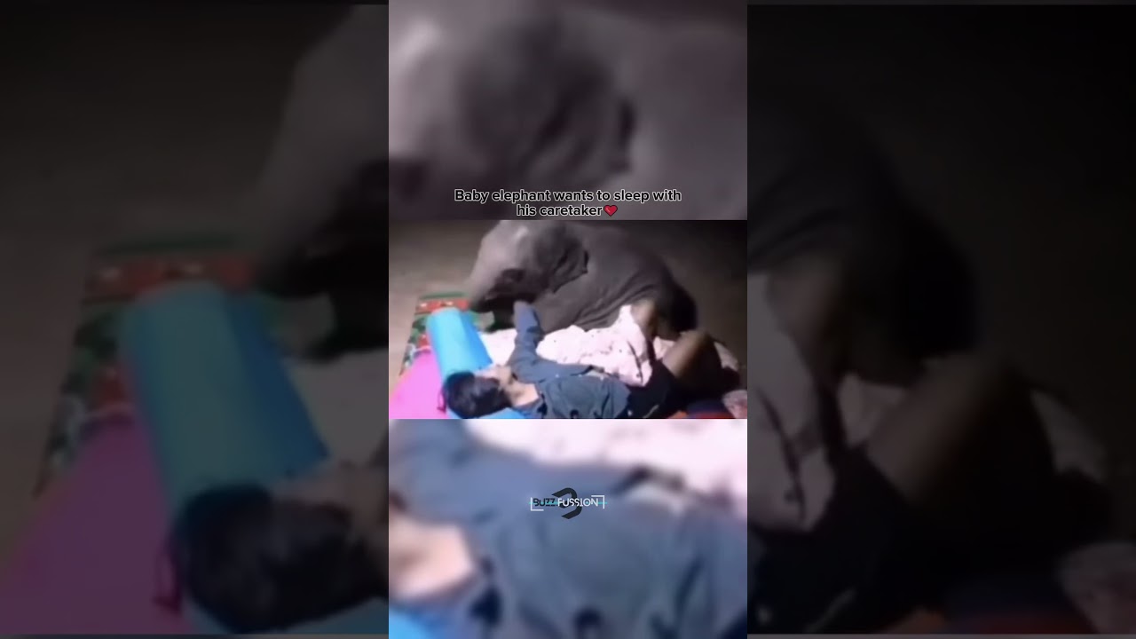 Adorable Elephant Shares Blanket Caretaker! #viral #yt #ytshort #heartwarmingmoments