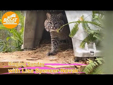It’s Singing Sunday with Carole Baskin & Lisa Spencer-Novak @BigCatRescue 12 11 2022- Double Featur