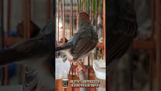 Download lagu Get Your Prenjak Bird Singing Consistently mp3