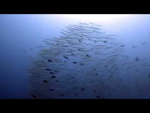 Indonesia  North Sulawesi