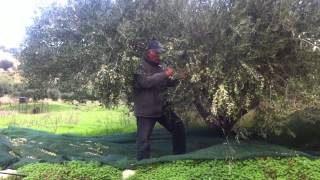 preview picture of video 'Collection of Olives for the production of Olive Oil'