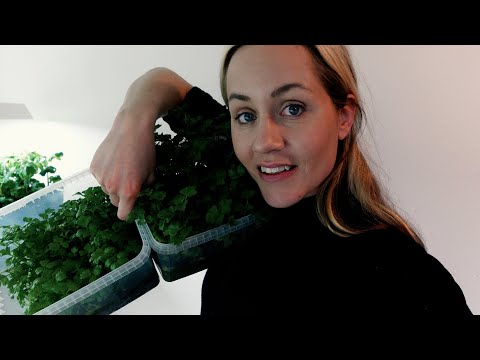 Tomatsådd, chilibädd och omskolning av selleri och purjolök - vlogg 64