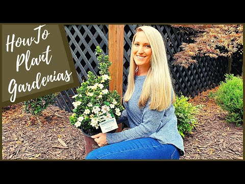 How To Plant Gardenias | New Diamond Spire® Gardenia