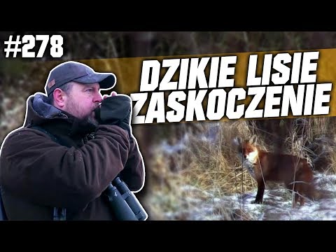 Darz Bór odc 278 - Dzikie lisie zaskoczenie