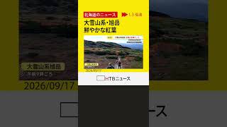 大雪山系・旭岳で鮮やかな紅葉「5年ぶりの色づきの良さ」 標高1600mの「姿見の池」から麓へ広がる