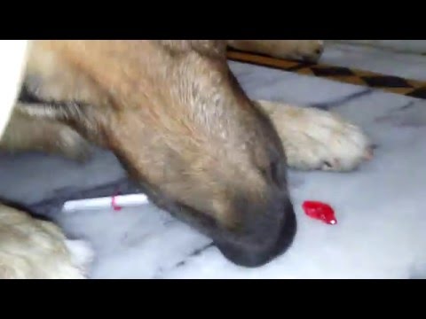 dog chinna eating lolypop