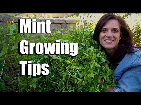 Growing Mint-  3 Three Easy Tips