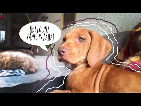 00- Hello world! I'm Zaha!