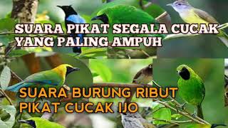 Download lagu SUARA PIKAT BURUNG RIBUT DI HUTAN PALING AMPUH DAN TERBUKTI 💯 % mp3