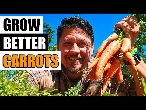 How To Grow An Onion From An Onion Bottom 2019