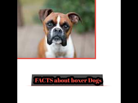 Facts about boxer dog