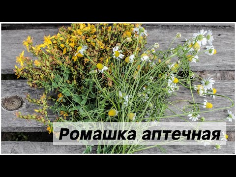 Как отличить лекарственную ромашку от ее двойника?