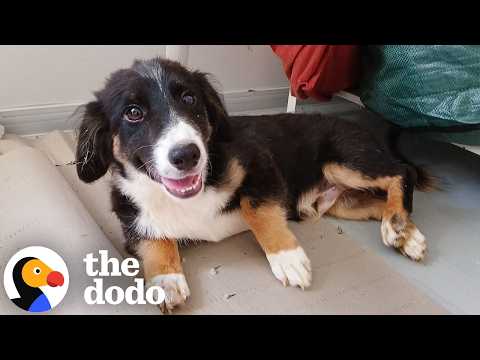 Puppy Gets Second Chance At Life After Being Abandoned In An Empty Building | The Dodo