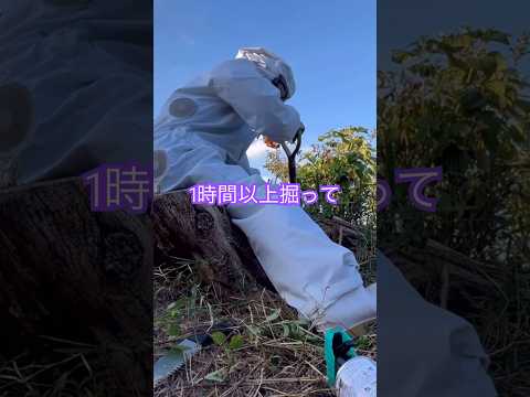 スズメバチ:庭における過小評価されている危険性 ライフスタイル