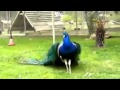 Peacock Dance In Rain
