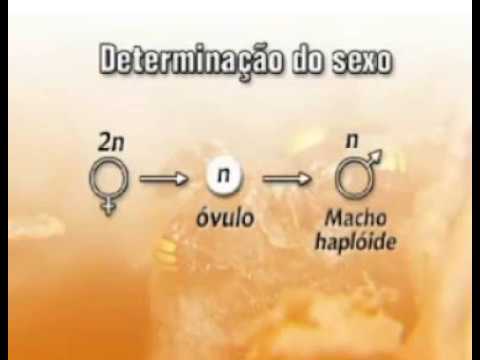 Determinação do sexo das abelhas