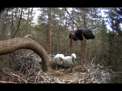 Estonian Black Storks ~ One of the storklets managed to swallow a very large fish! 2016-06-06 13:37