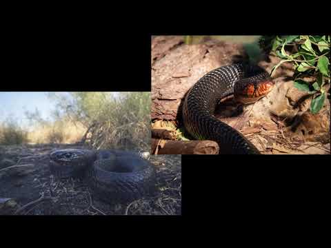 Detroit Zoo | Habitat Chat: Eastern Indigo Snakes