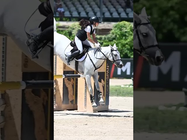 Jument Connemara A vendre 2018 Gris par GENTLE CHARLIE