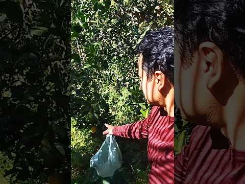 Colhendo laranjas na zona rural de Cachoeiras de Macacu RJ #colheita #laranjas #cachoeirasdemacacu