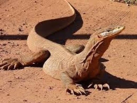 Catch and Cook Goanna