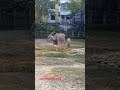 Common Eland