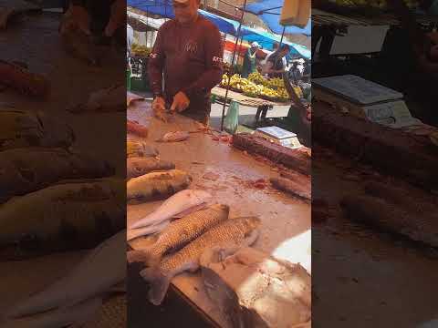 PEIXES ATUM E CURIMATÃ FEIRA LIVRE DA GRANJA PORTUGAL FORTALEZA CE. 23/01/26.