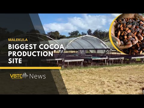 VAN-KIRAP project to be based in Biggest Cocoa production site in Malekula | VBTC News