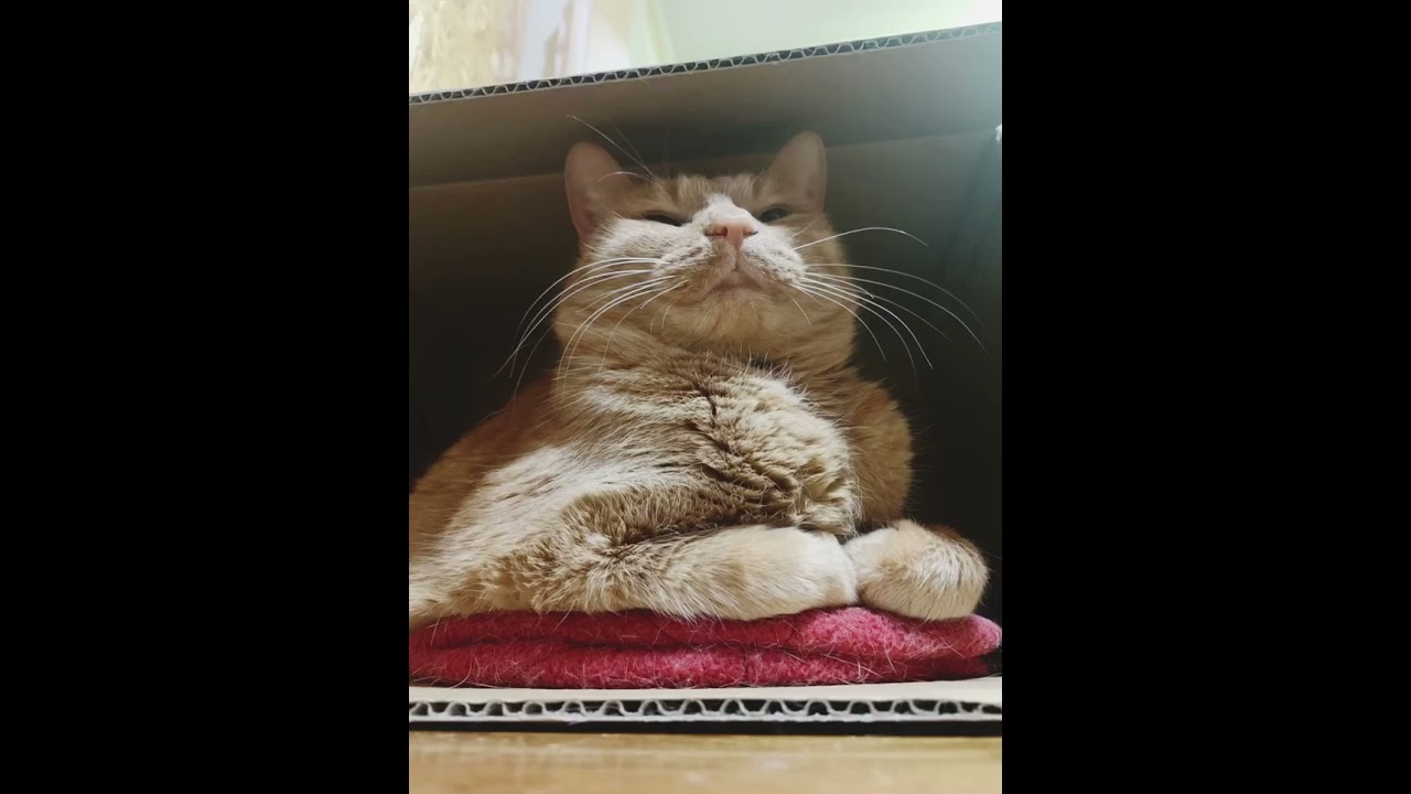 ムスッとした可愛い子【Uzu&Nene channel 】