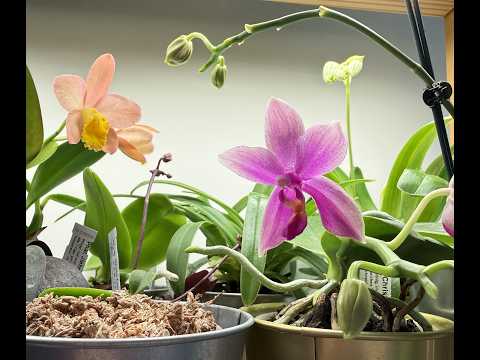 What's in bloom in February 2026! A tour of my blooming and budding plants.