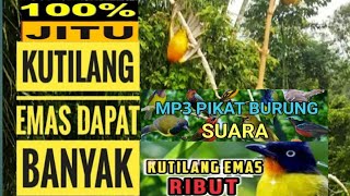 Download lagu uji coba suara pikat kutilang emas ribut ini benar benar ampuh terbukti anti zong mp3 Download lagu uji coba suara pikat kutilang emas ribut ini benar benar ampuh terbukti anti zong mp3