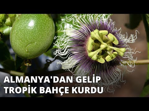 , title : 'Almanya'dan gelip tropik bahçe kurdu... Bu bahçede 20'nin üzerinde tropik meyve var'