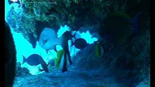 preview picture of video 'Hand Collecting Masked Bannerfish in the Coral Sea'