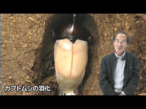 海野和男の新昆虫教室第12回　昆虫の一生１