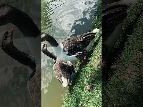 Jacutinga - MG | Brasil