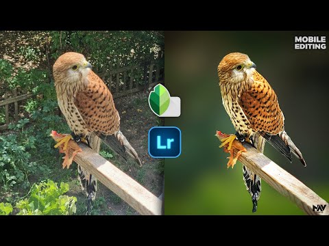 How to Make a PERFECT BACKGROUND BLUR on Mobile with Snapseed App | Lightroom | Android | iPhone